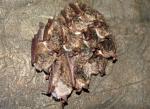 №5 “Смолинская пещера” это один из самых больших домов летучих мышей! Их там тысячи.