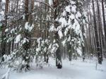 Зимний лес.Недалеко от тайника