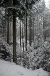 Баварский лес