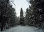 Лес зимний