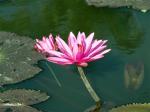 Лотос – священный цветок Таиланда.