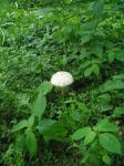 Бледный гриб :)))