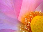 Лотос - удивительный и интересный цветочек