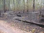 Вчера был пожар в лесу возле лагеря