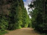 затем дорога идет по красивому еловому лесу