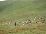 Гуцульское овечье стадо с пастухом и овчарками на хребте