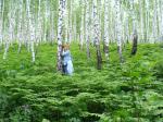 берёзово-папоротниковый лес