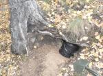 Кеш под корнями березы замаскирован (см.фото тайника)