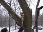 Собака дереволаз