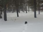 пёсик в снегах