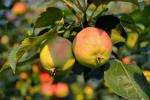 У домов растут яблони со множеством яблочек :-(