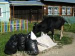 коровы питающиеся мусором