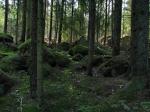 Не иначе как сказочный лес из скандинавских сказок!