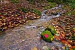 Осенний ручей