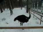 Морозоустойчивый страус