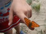 Местные бабочки