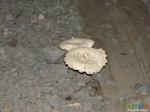 Под трамваем выросли грибы.