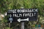 Дорога в пальмовый лес