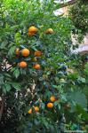 Апельсины в монастырском саду