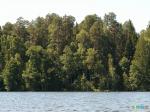 Лес вокруг озера