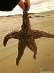  Найденная на берегу моря звезда