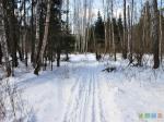   Лыжня в лесу