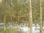 Красивый лес, трава растет  и снег идет)