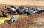 Птицы мина на площади 200 летия
