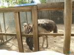 Улыбающийся африканский страус
