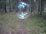 Лес в пузыре