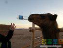 Верблюд пьёт воду