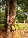 Джектфрут, индийское хлебное дерево