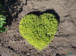Зелёное сердце Новошахтинска