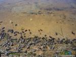 Увивило огромное количества улиток-прудовиков в местном водоеме