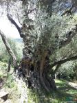  Ивановичи. Великое оливковое дерево