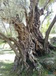   Ивановичи. Великое оливковое дерево