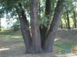 Хорошее такое дерево в парке Патриотов
