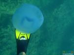 Подводный футбол медузами