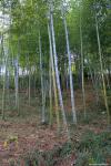  так растёт бамбук