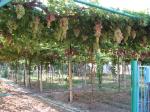 Такой виноград выращивают в Ай-Серезе (Междуречье)