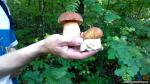 А это настоящие грибы - белые. Юноша нашел в районе закладки