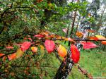 Краски осени в парке Кузьминки греют душу в дождливый денёк