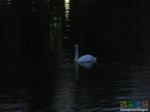 Белый лебедь на черной воде