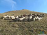 Любопытные овцы
