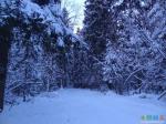  Сказочный снежный лес