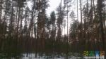 фен-шуйский редкий лес