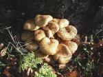 Необычные грибы у часовни