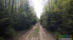  Дорога в лесу