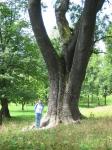 Старое дерево в замковом парке