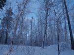И снова зимний лес